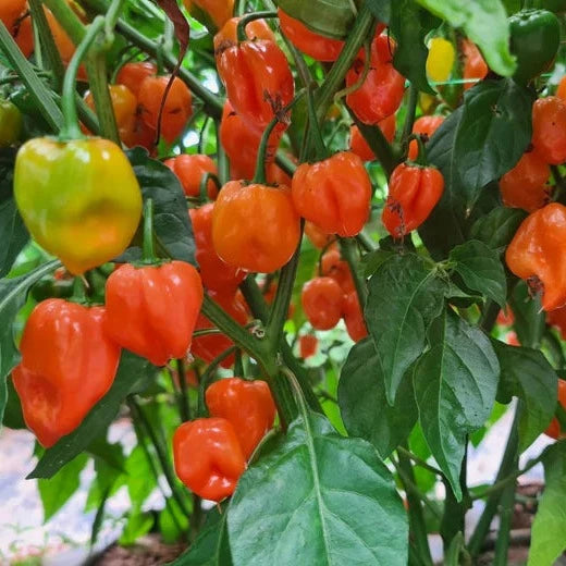 Habanero Chilli Pepper
