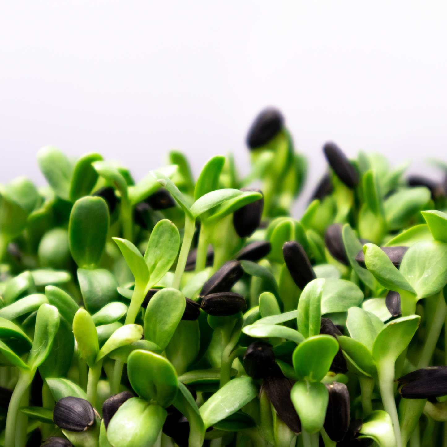 Microgreens