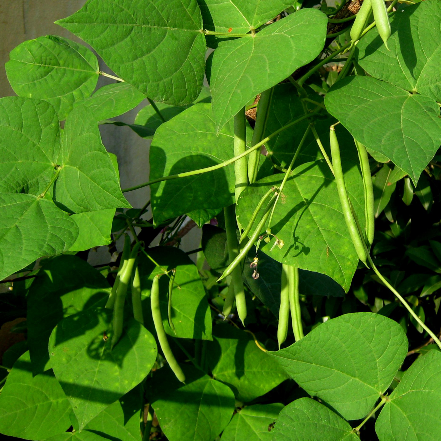 Dwarf French Bean