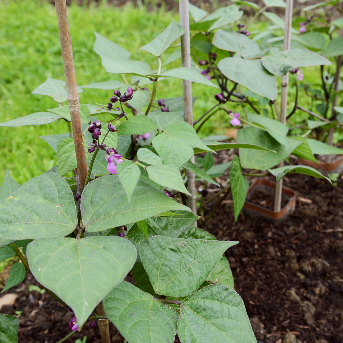 Dwarf French Bean