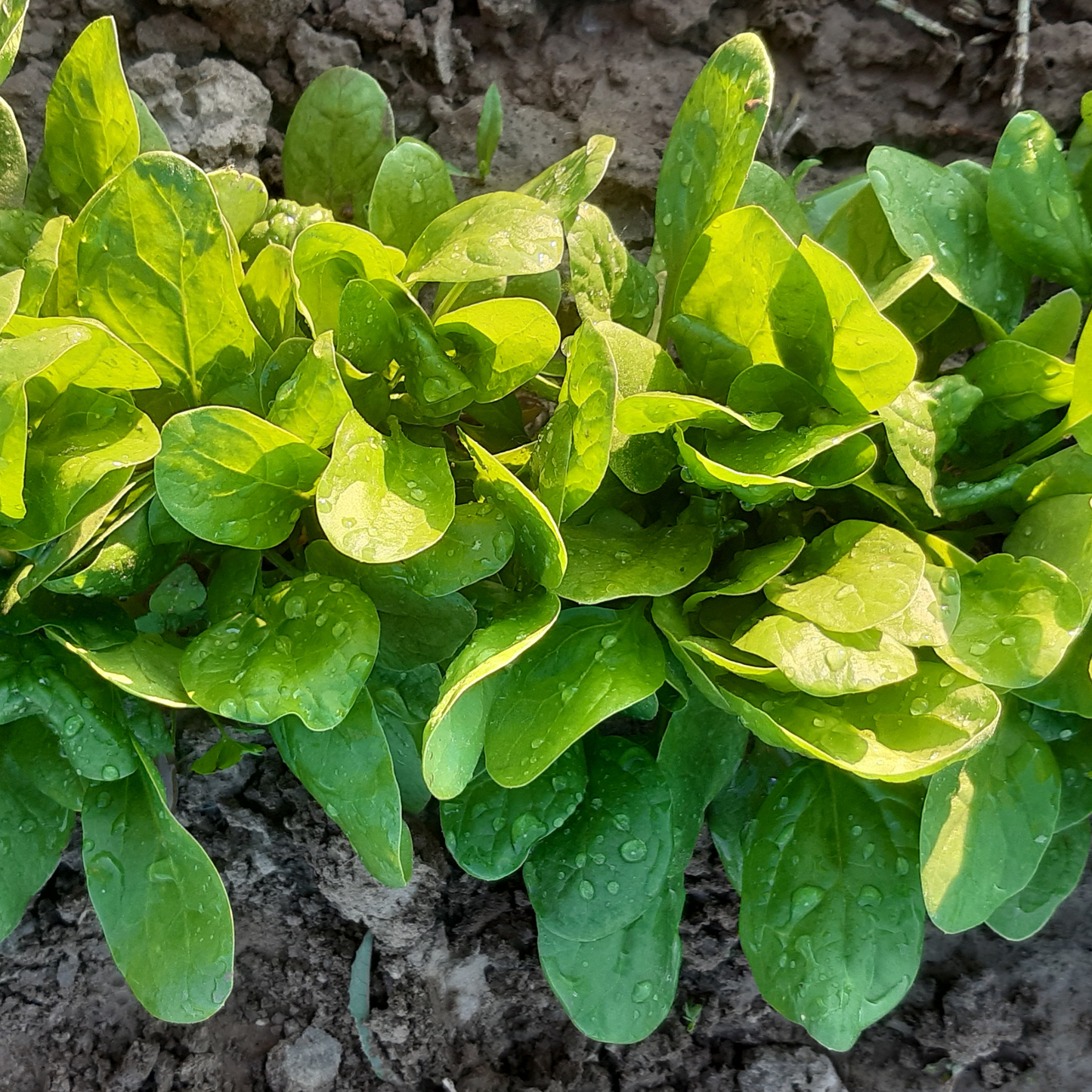 Spinach
