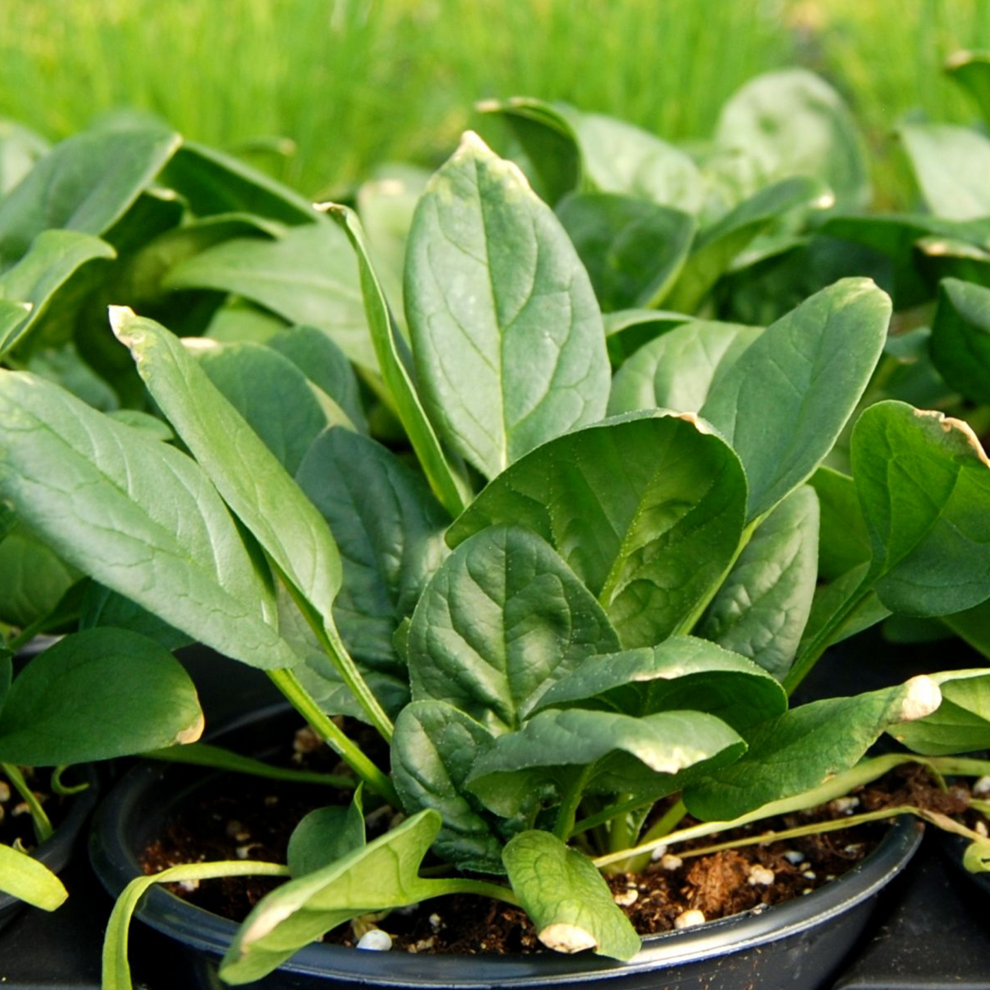 Spinach