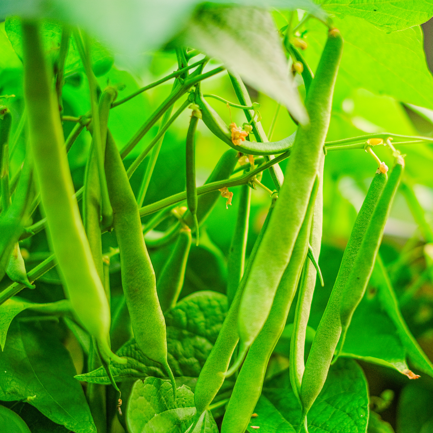 Dwarf Runner Beans