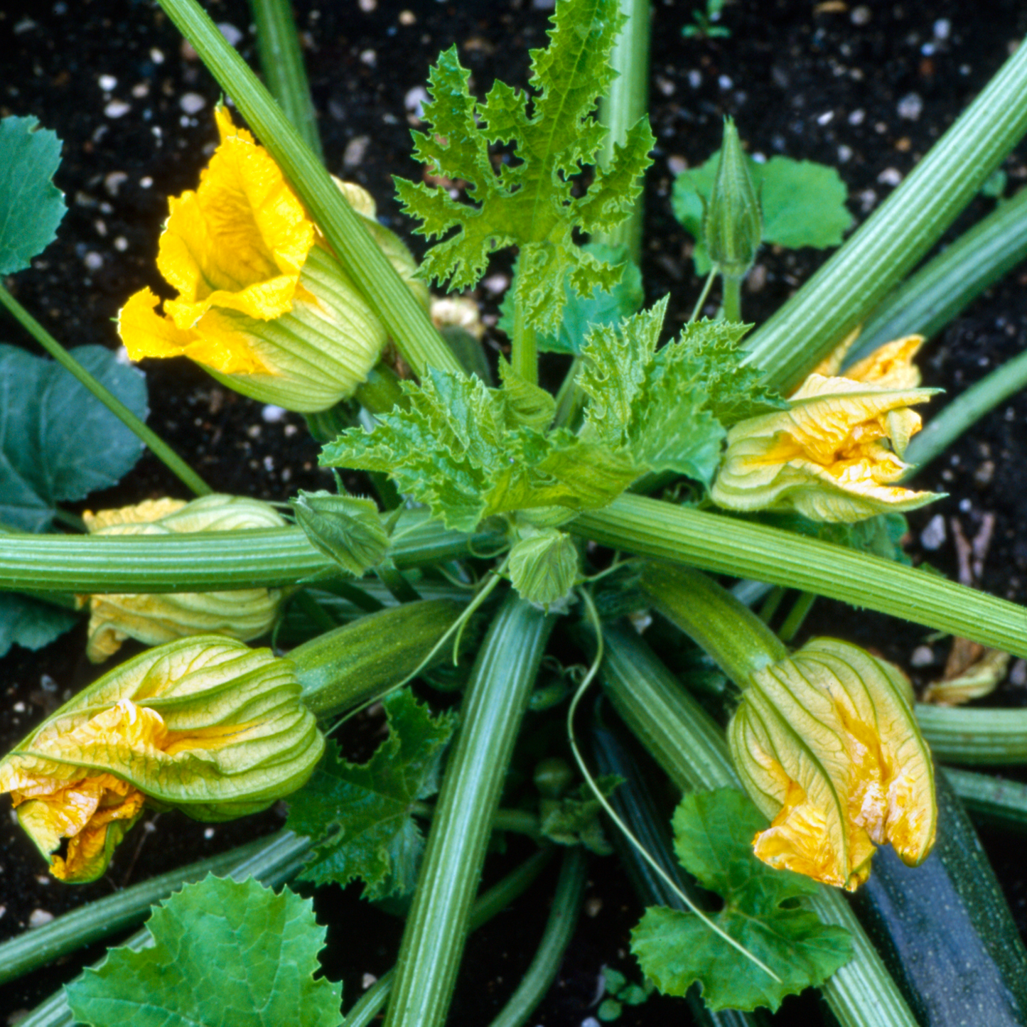 Courgette