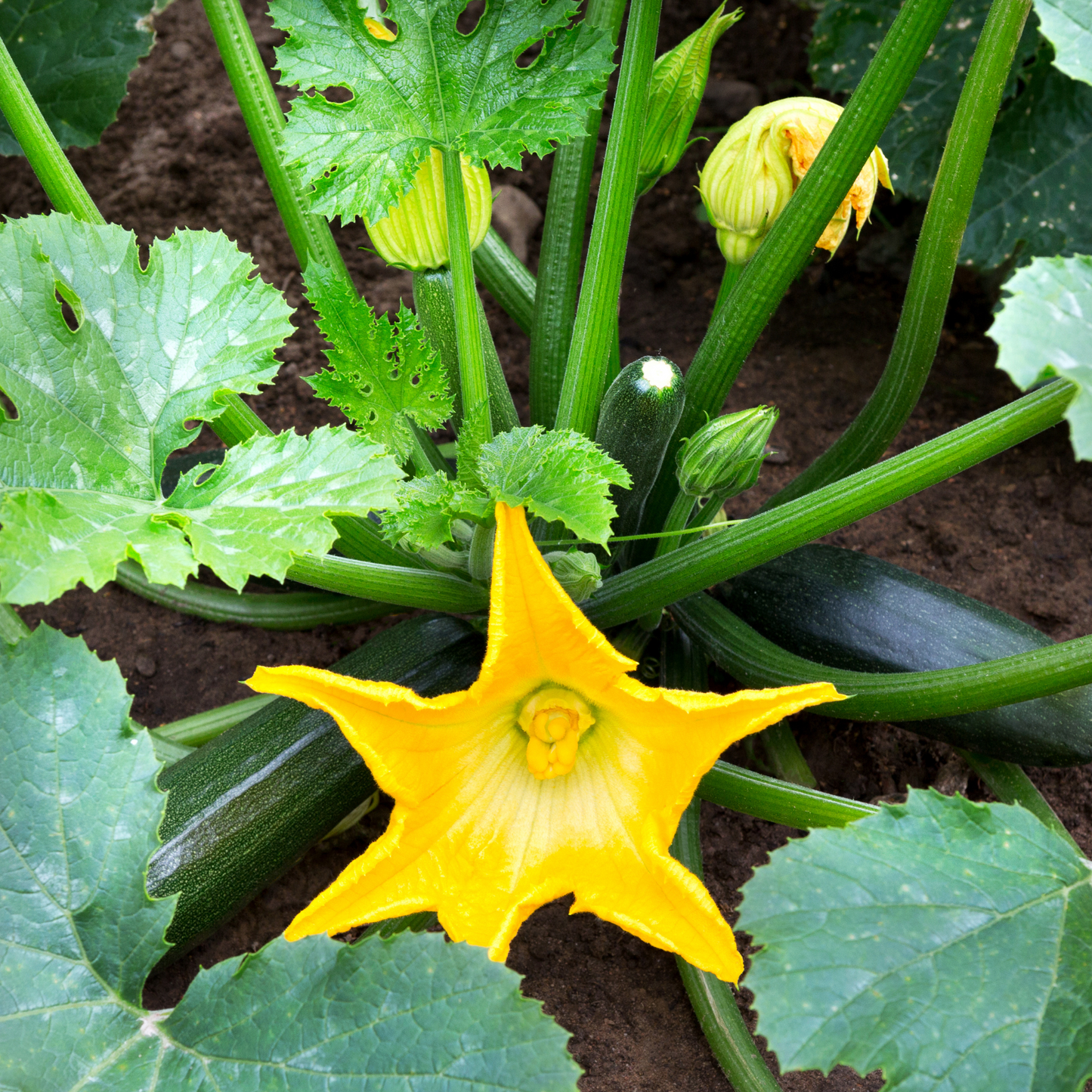 Courgette