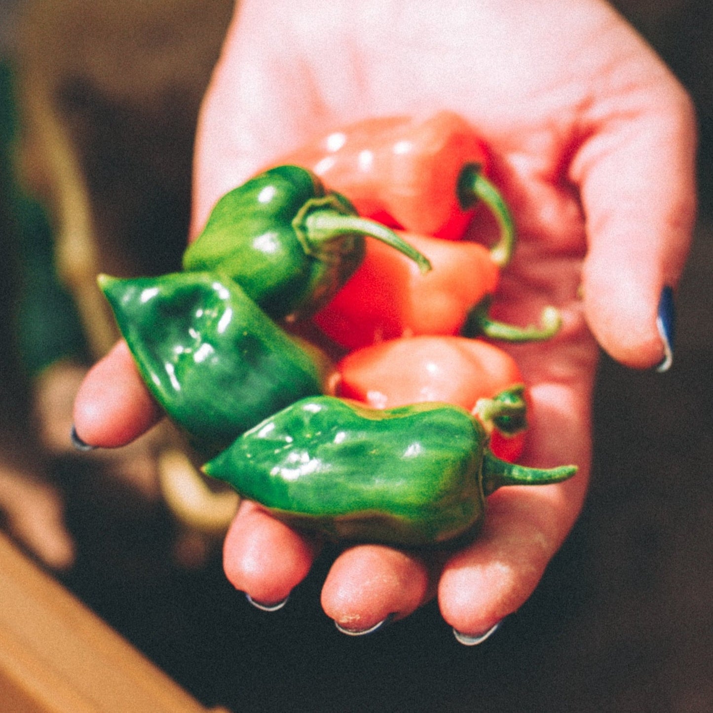 Habanero Chilli Pepper