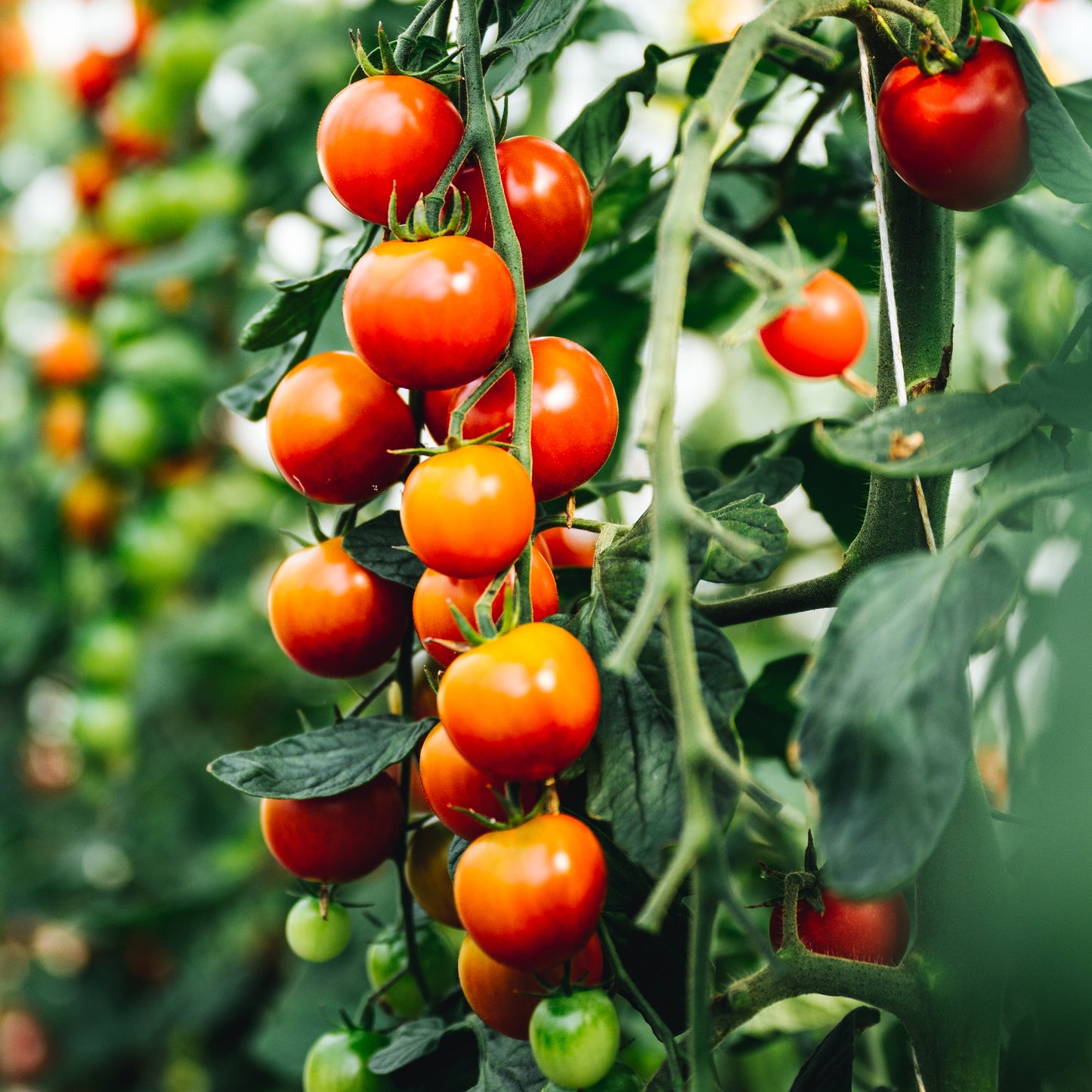 Tomato - Cerise (Cordon)