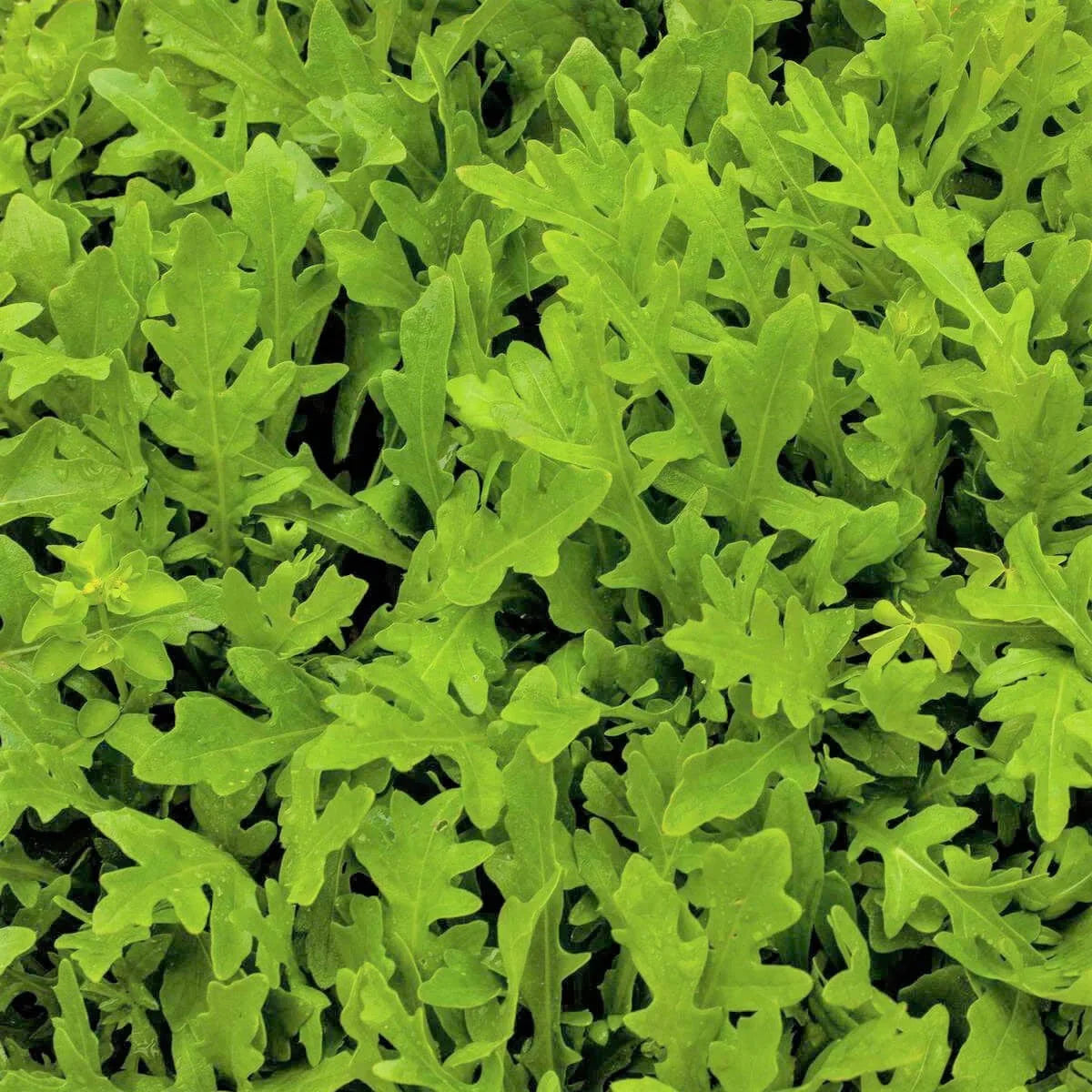 WILD ROCKET