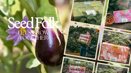 Planting Aubergines with January's Monthly Grow Box