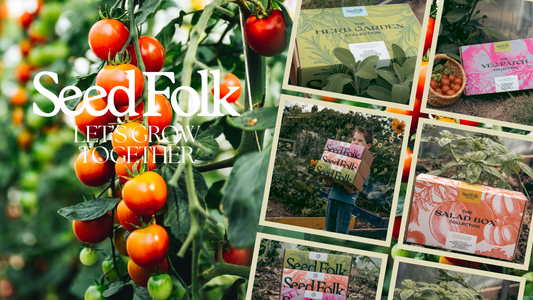 PLANTING CERISE TOMATOES WITH THE MARCH MONTHLY GROW KIT