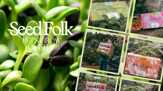 Planting Red cabbage Microgreens