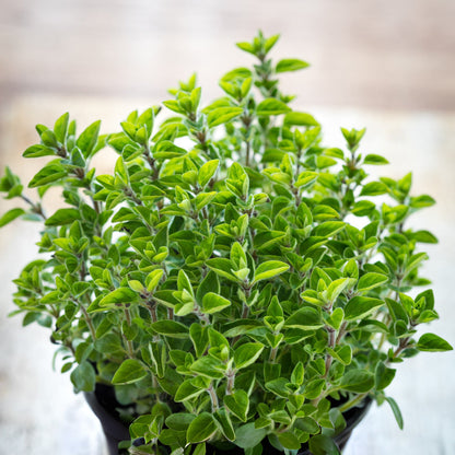 Potted oregano plant on a wooden surface