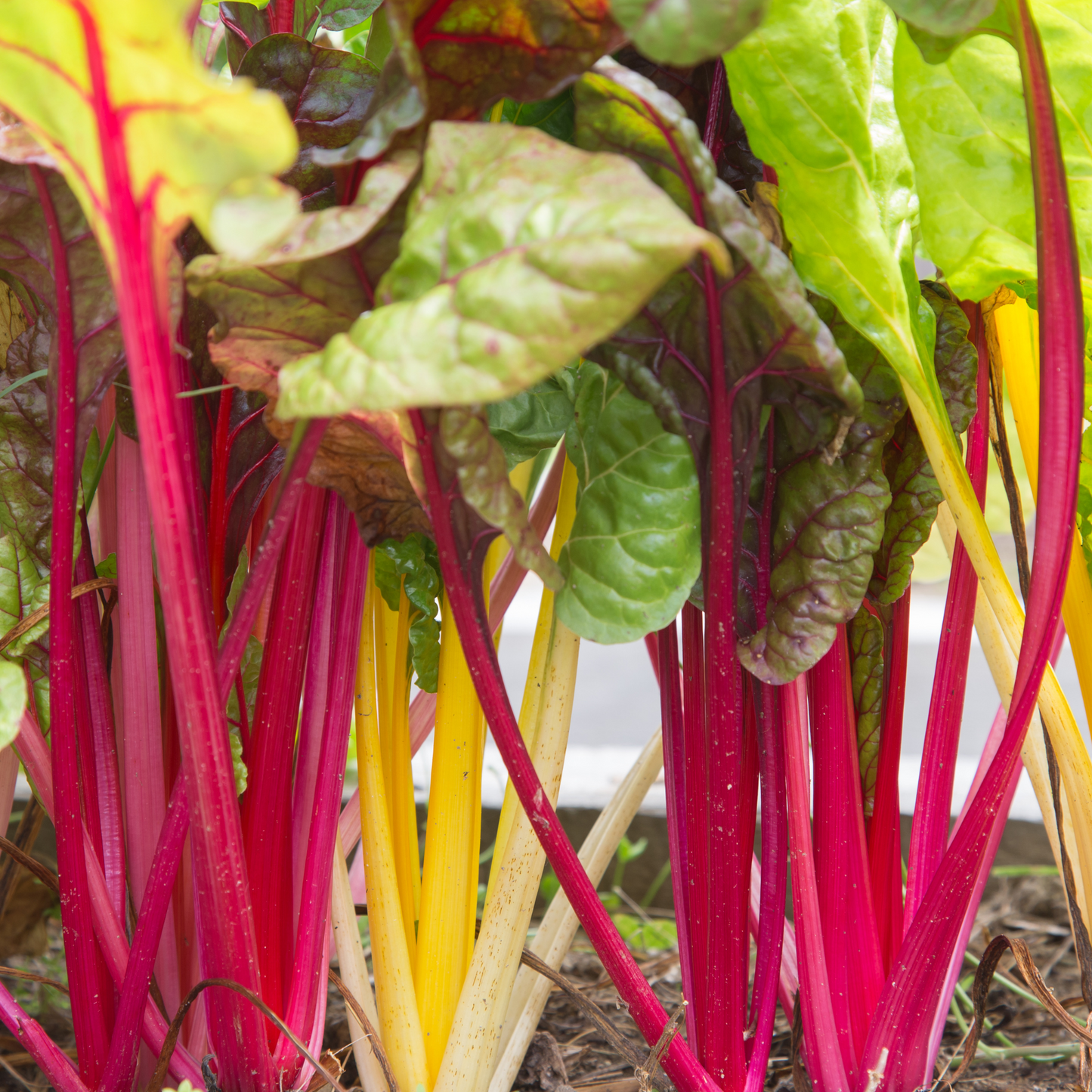 Rainbow Chard