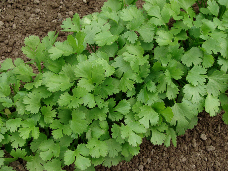 Coriander growing in a garden bed