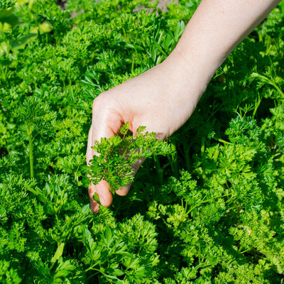 Picking Curled Parsley