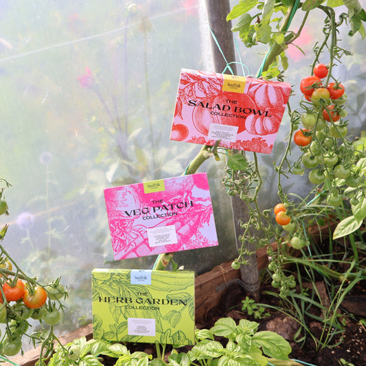 Seed Collection Gift Boxes photographed on tomato plant