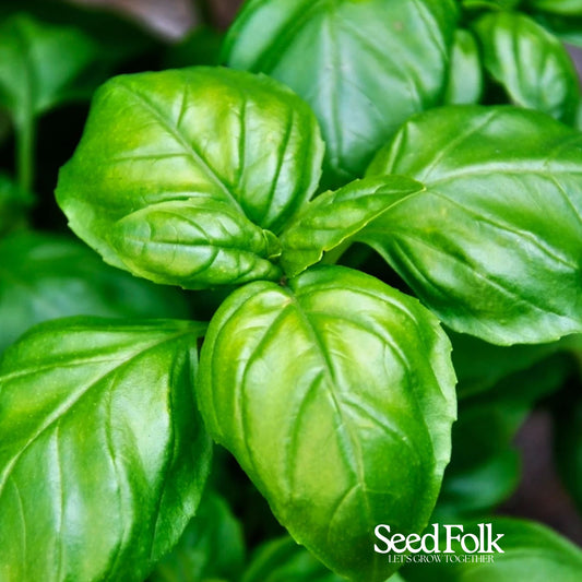 Basil