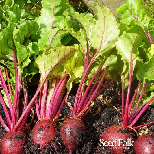 Beetroot