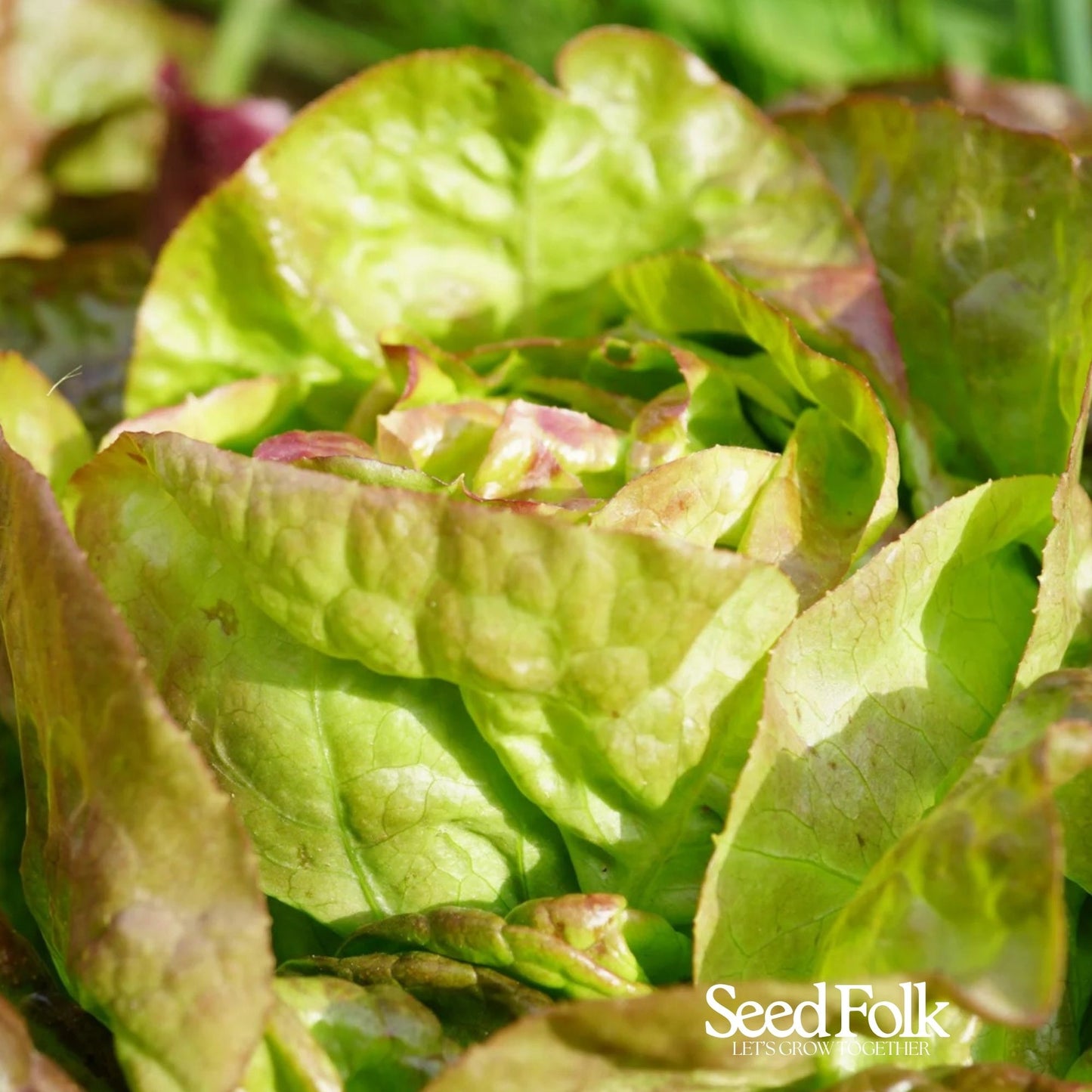 Butterhead Lettuce