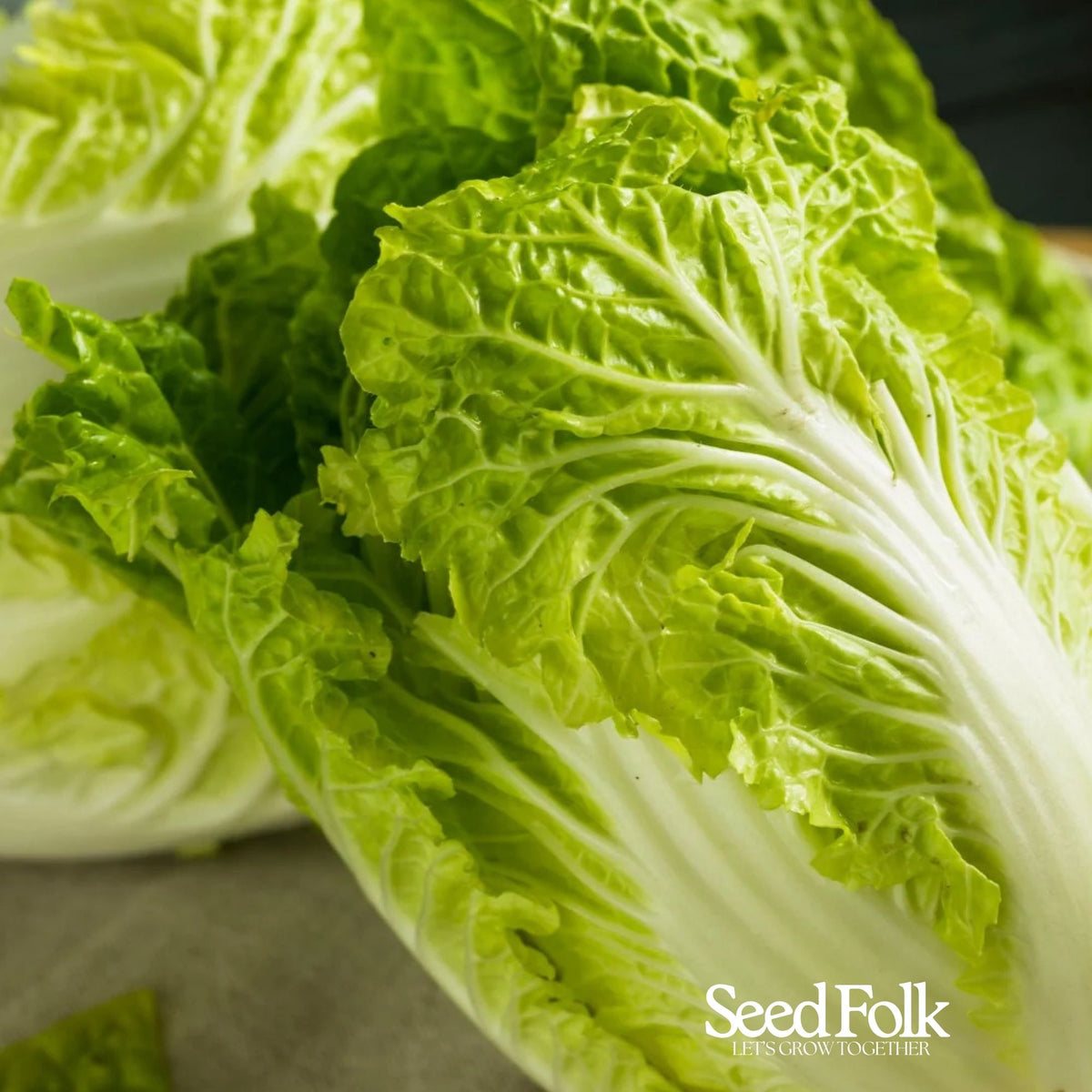 Chinese Cabbage