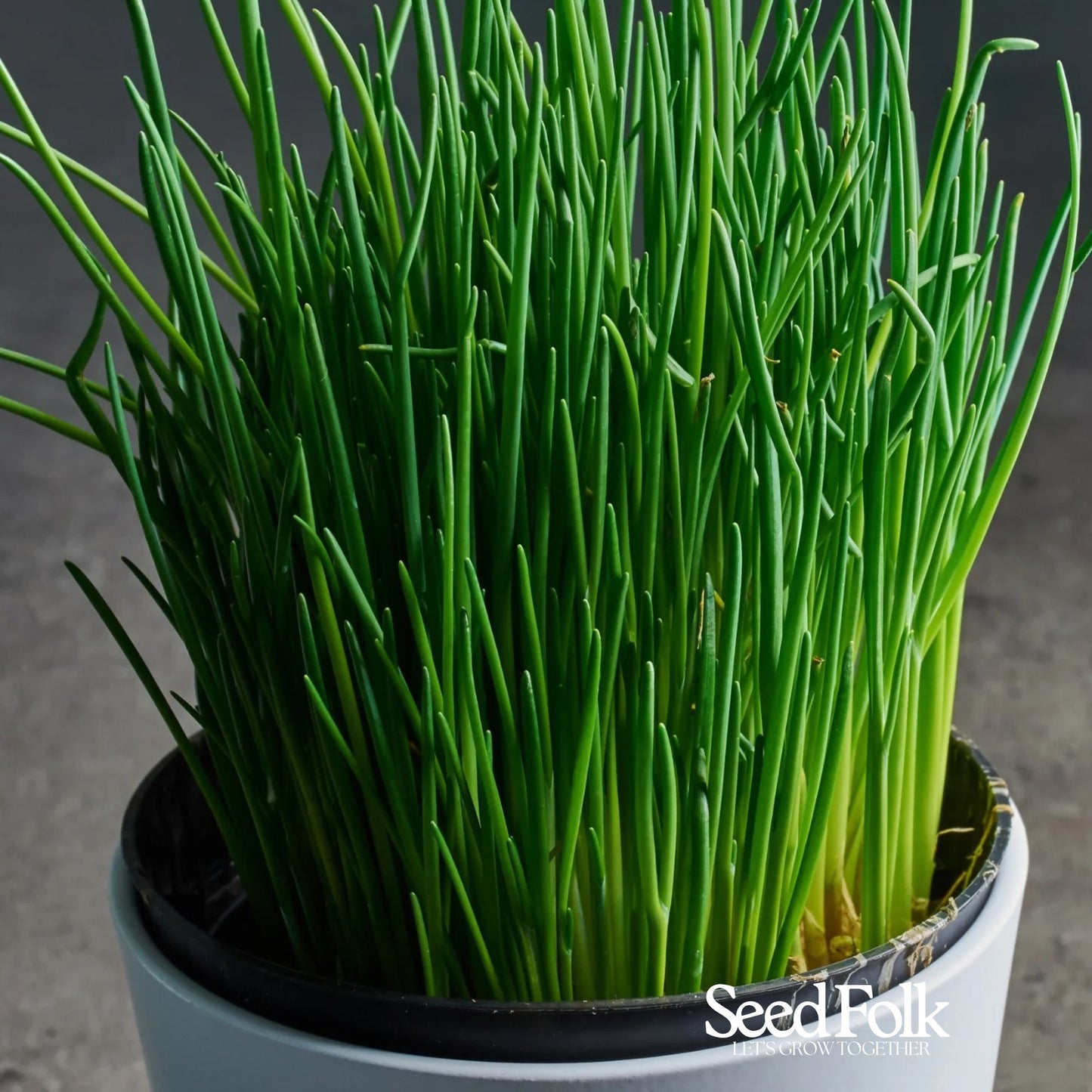 Chives
