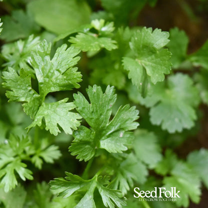 Coriander