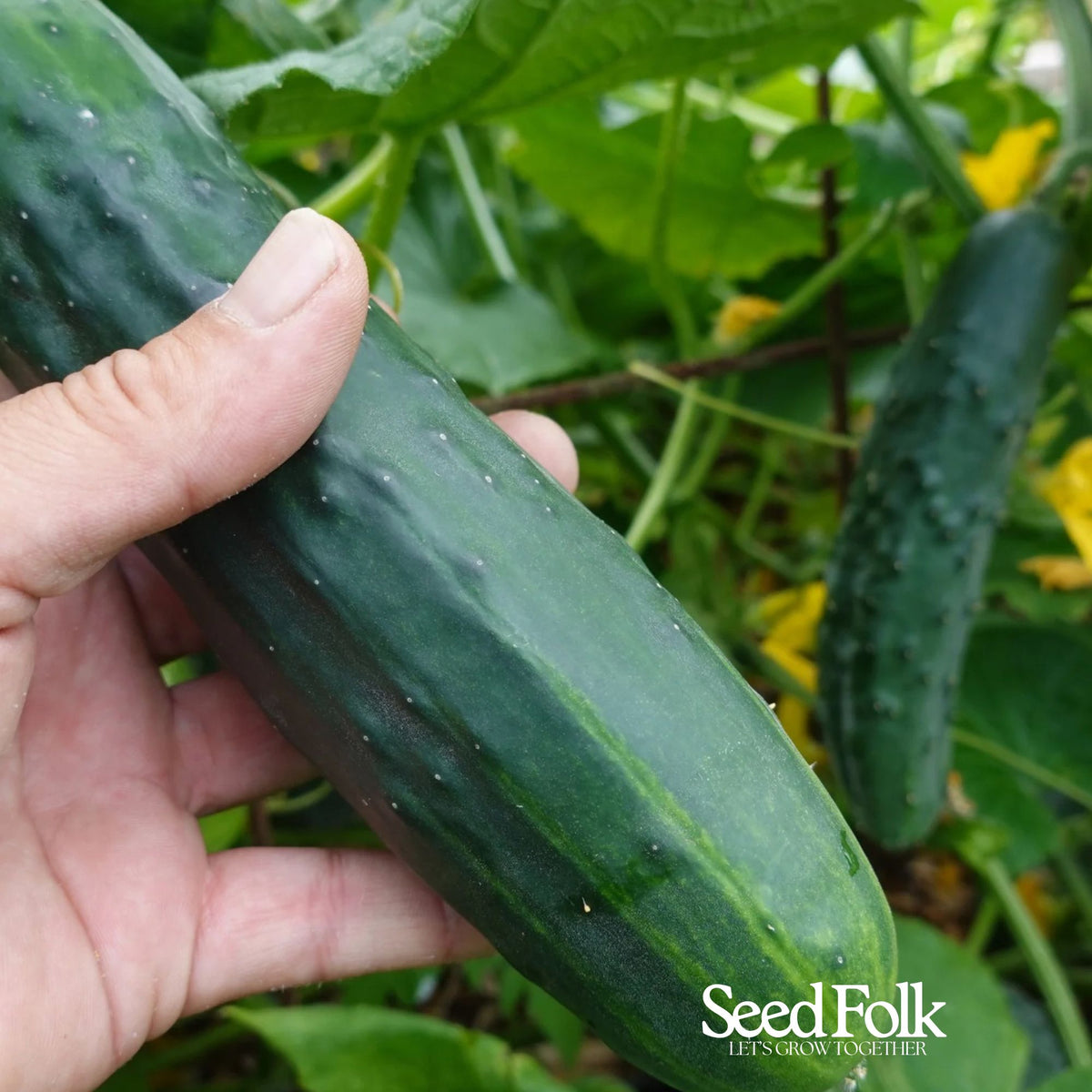Cucumber