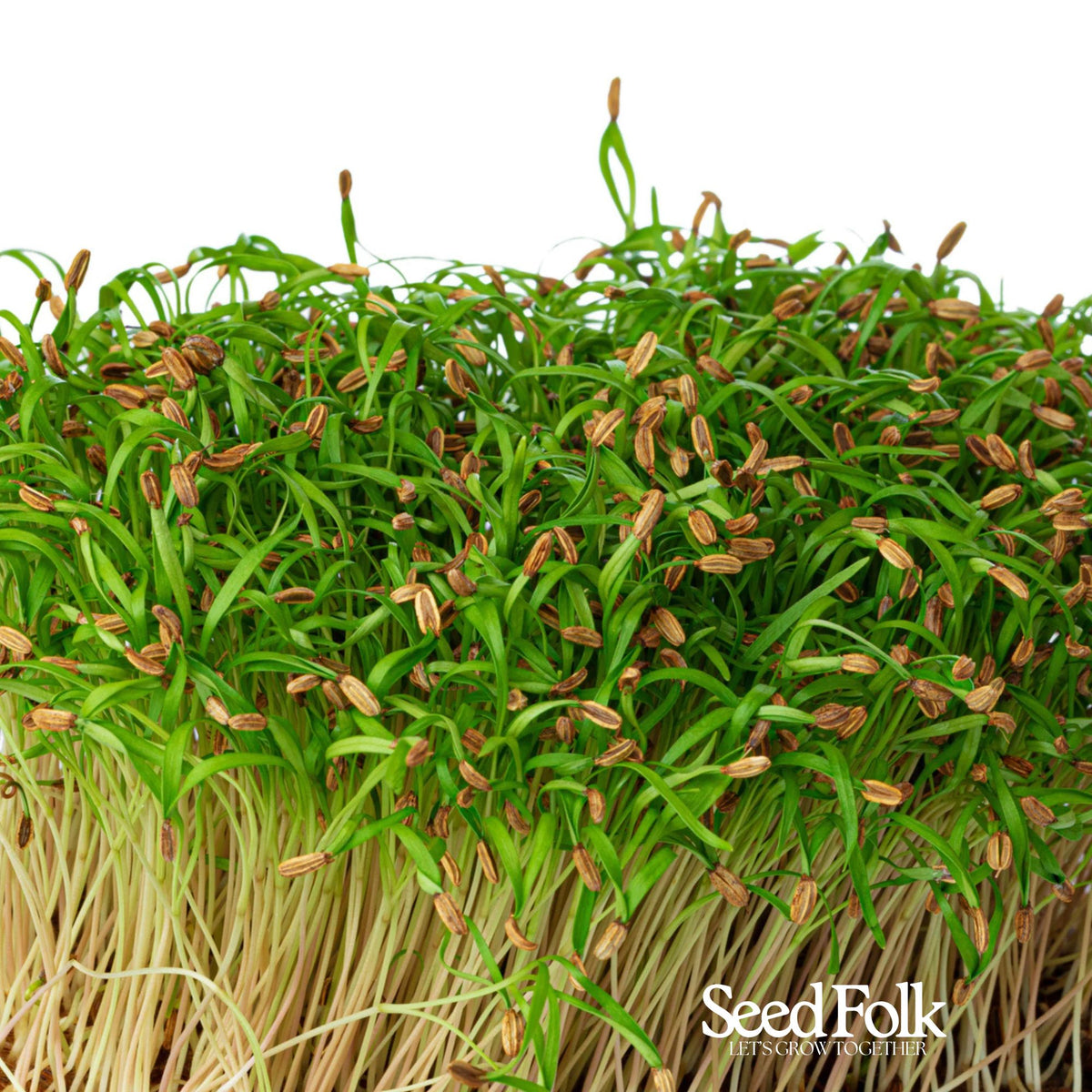 Fennel Microgreens