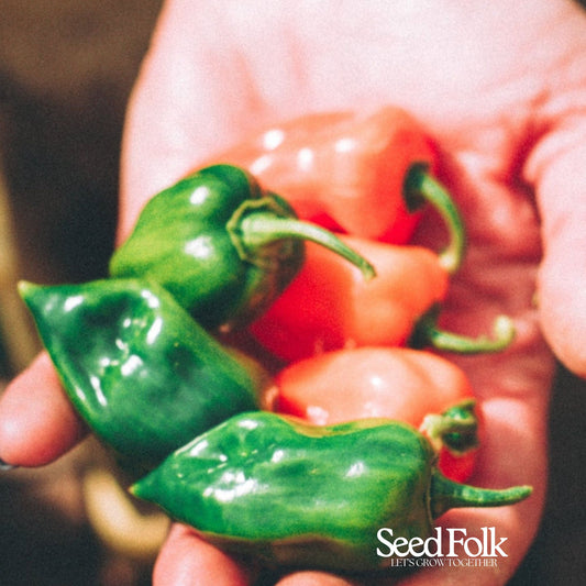Habanero Chilli Pepper