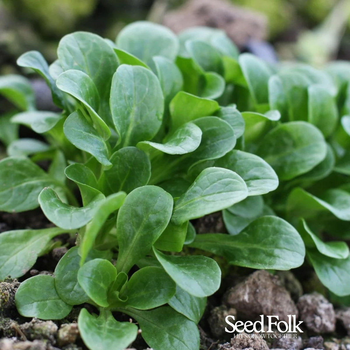 Lambs’ Lettuce