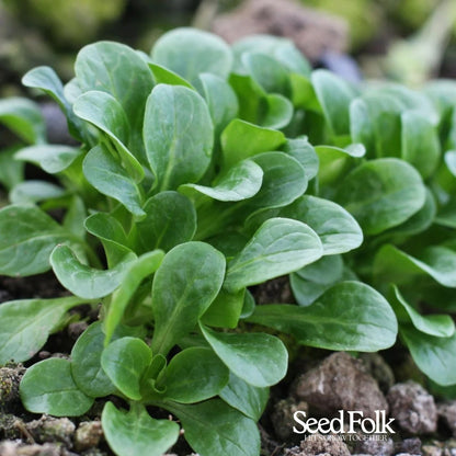 Lambs’ Lettuce