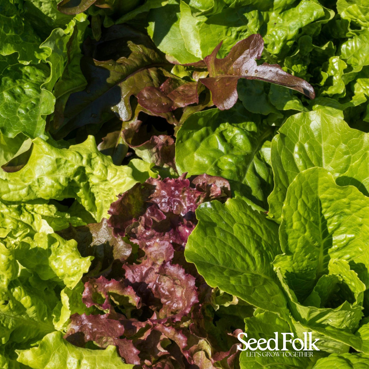 Lettuce Mixed Leaves