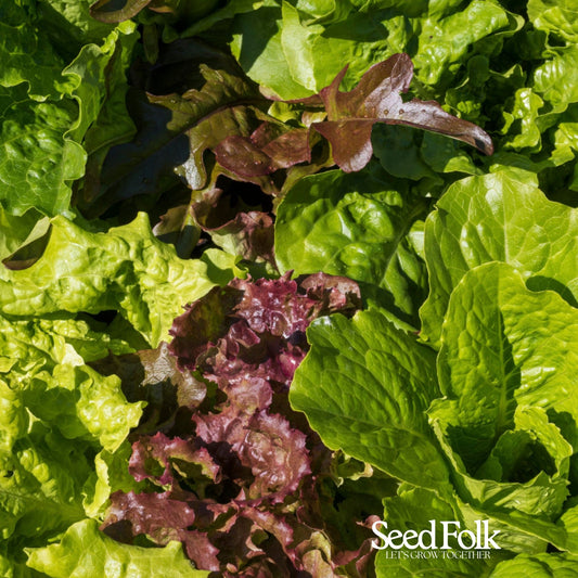 Lettuce Mixed Leaves