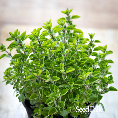 Oregano
