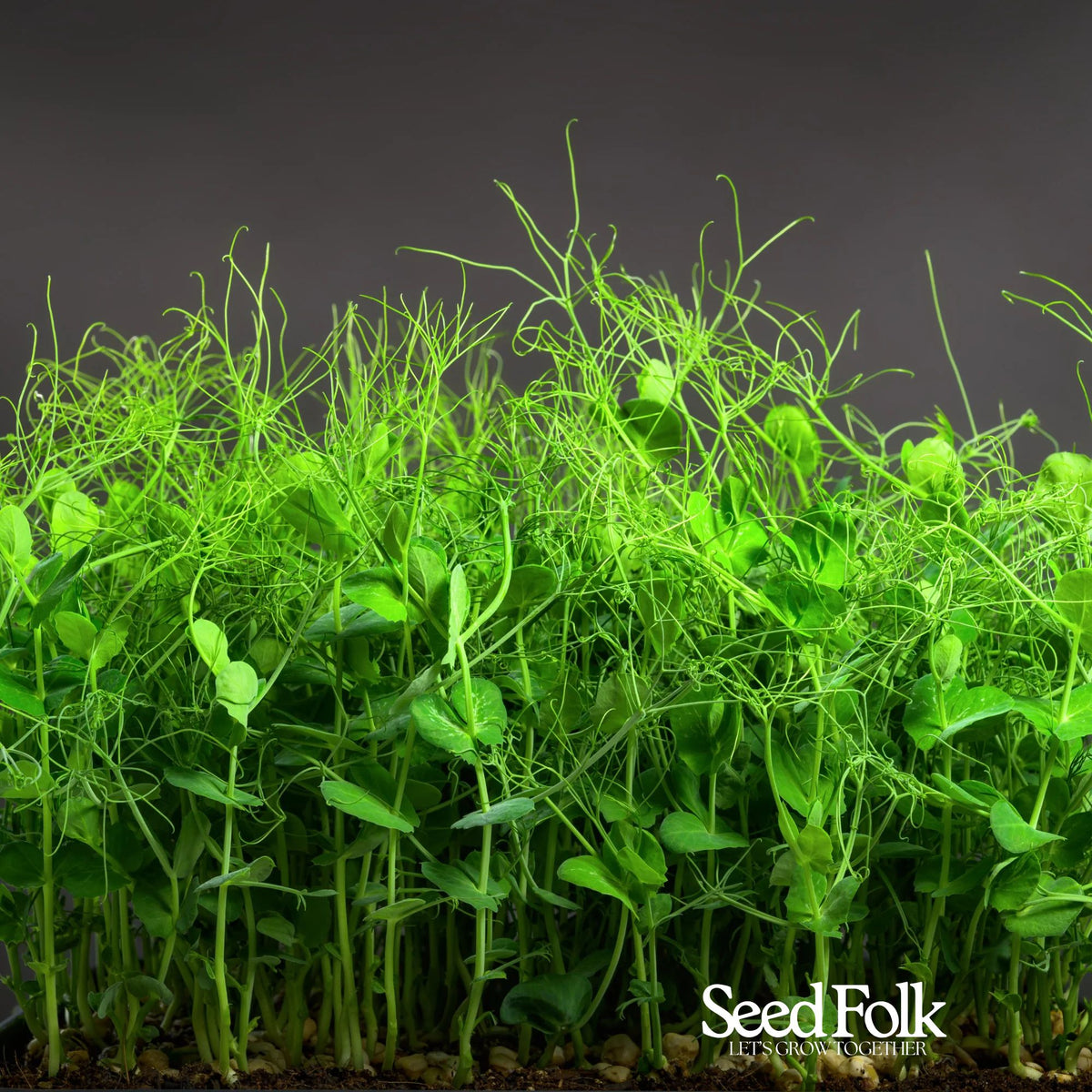 Pea Shoots