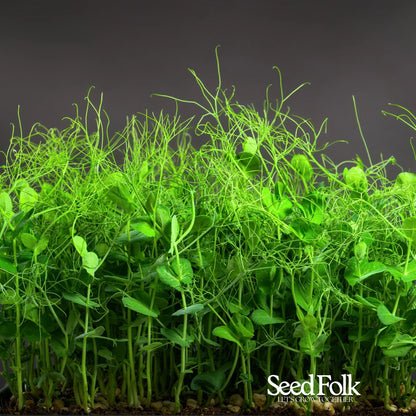 Pea Shoots
