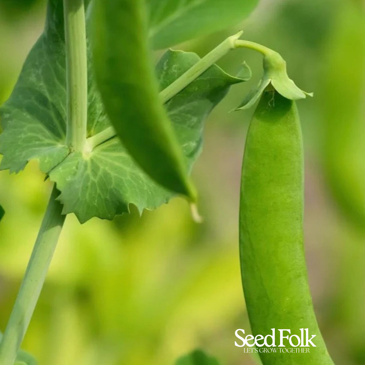 Pea - Kelvedon Wonder