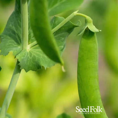 Pea - Kelvedon Wonder