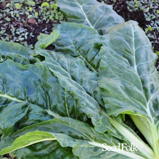 Perpetual Spinach