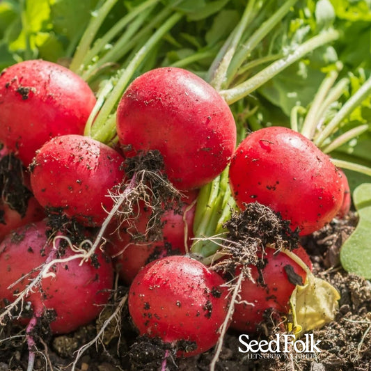 Radish - Cherry Belle