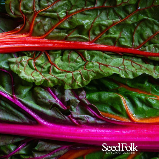Rainbow Chard