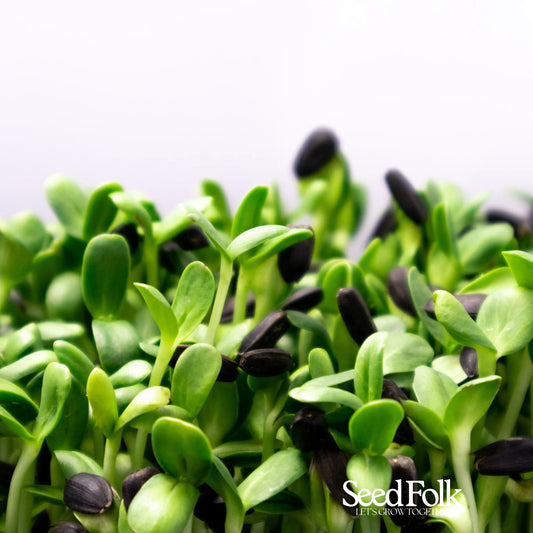 Red Cabbage Microgreens