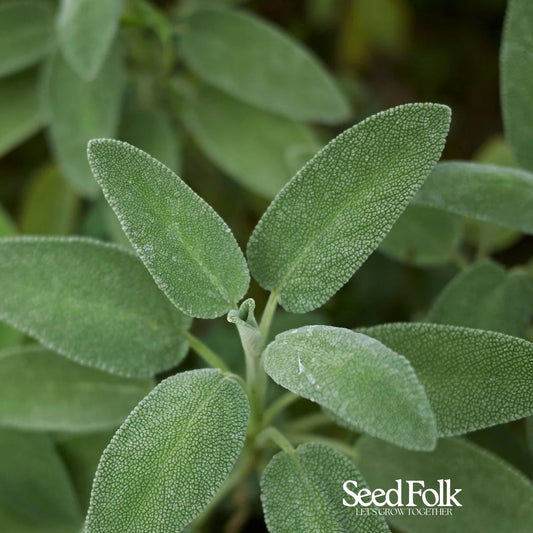 Sage