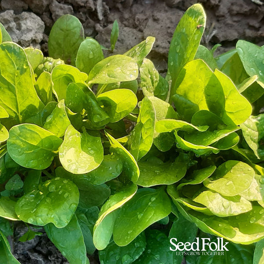 Spinach