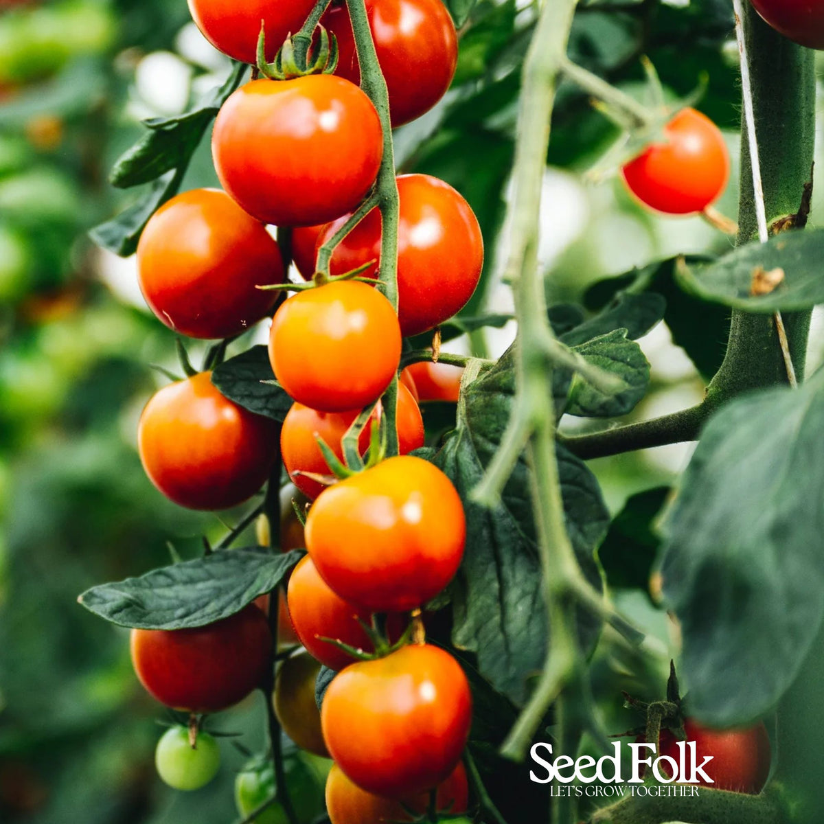 Tomato - Cerise (Cordon)