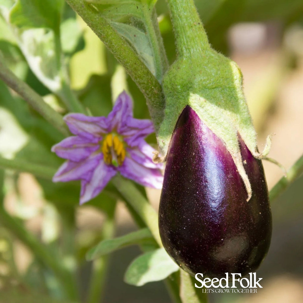 Aubergine - Black Beauty