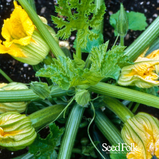 Courgette