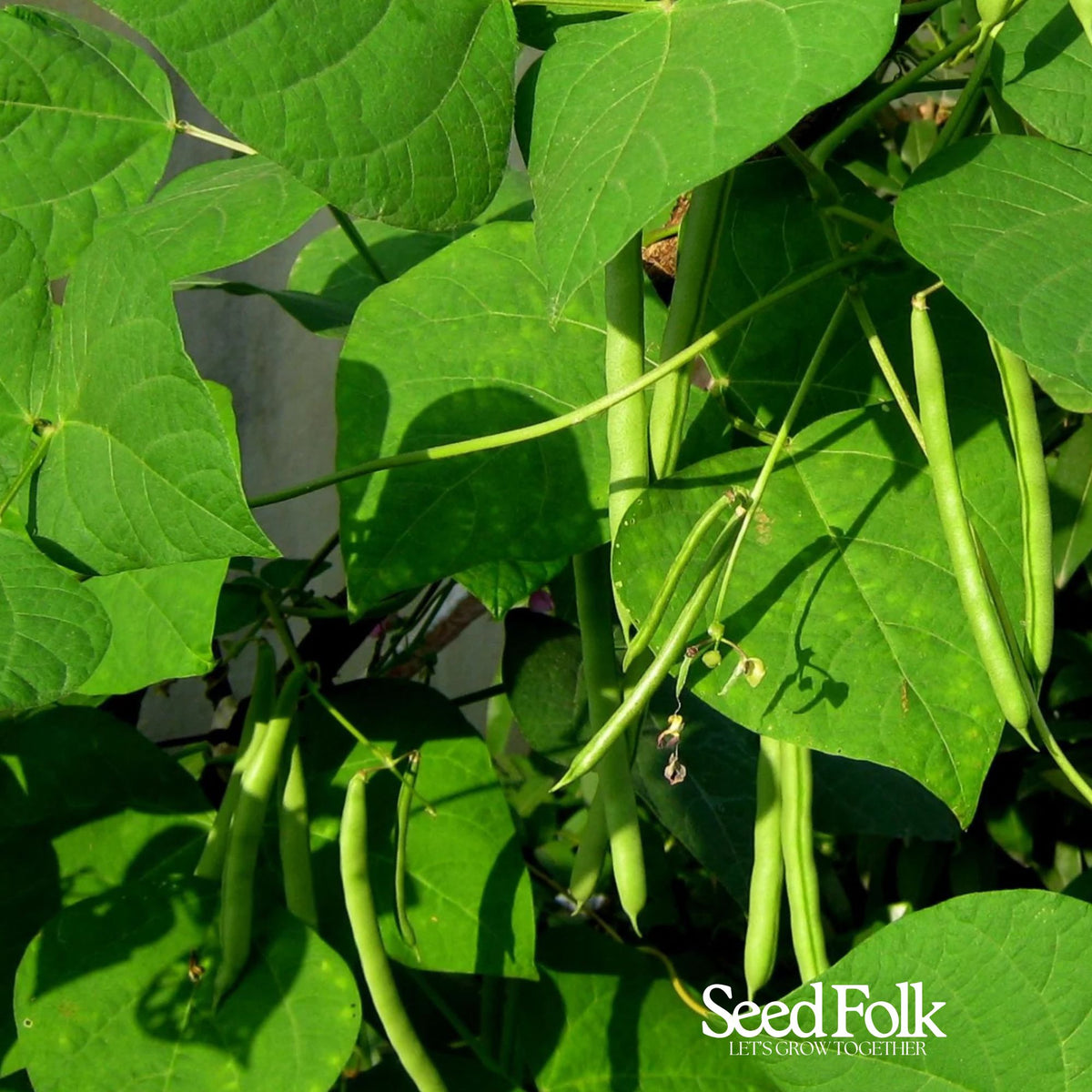 Dwarf French Bean