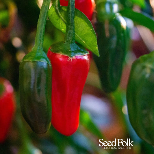 Jalapeño Chilli Pepper