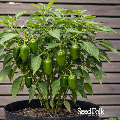 Padron Pepper